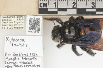 Media type: image;   Entomology 810642 Aspect: labels